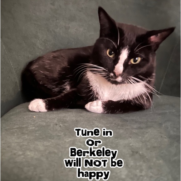 Share Show | Come Join Us Like This Post |CATSDRAGGEDITIN | Let’s Share & Sell - Picture 14 of 15